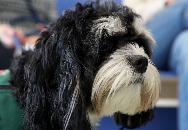 GICC therapy dogs